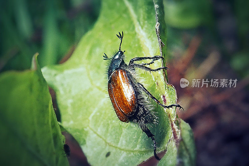 Phyllopertha horticola Garden金龟子昆虫